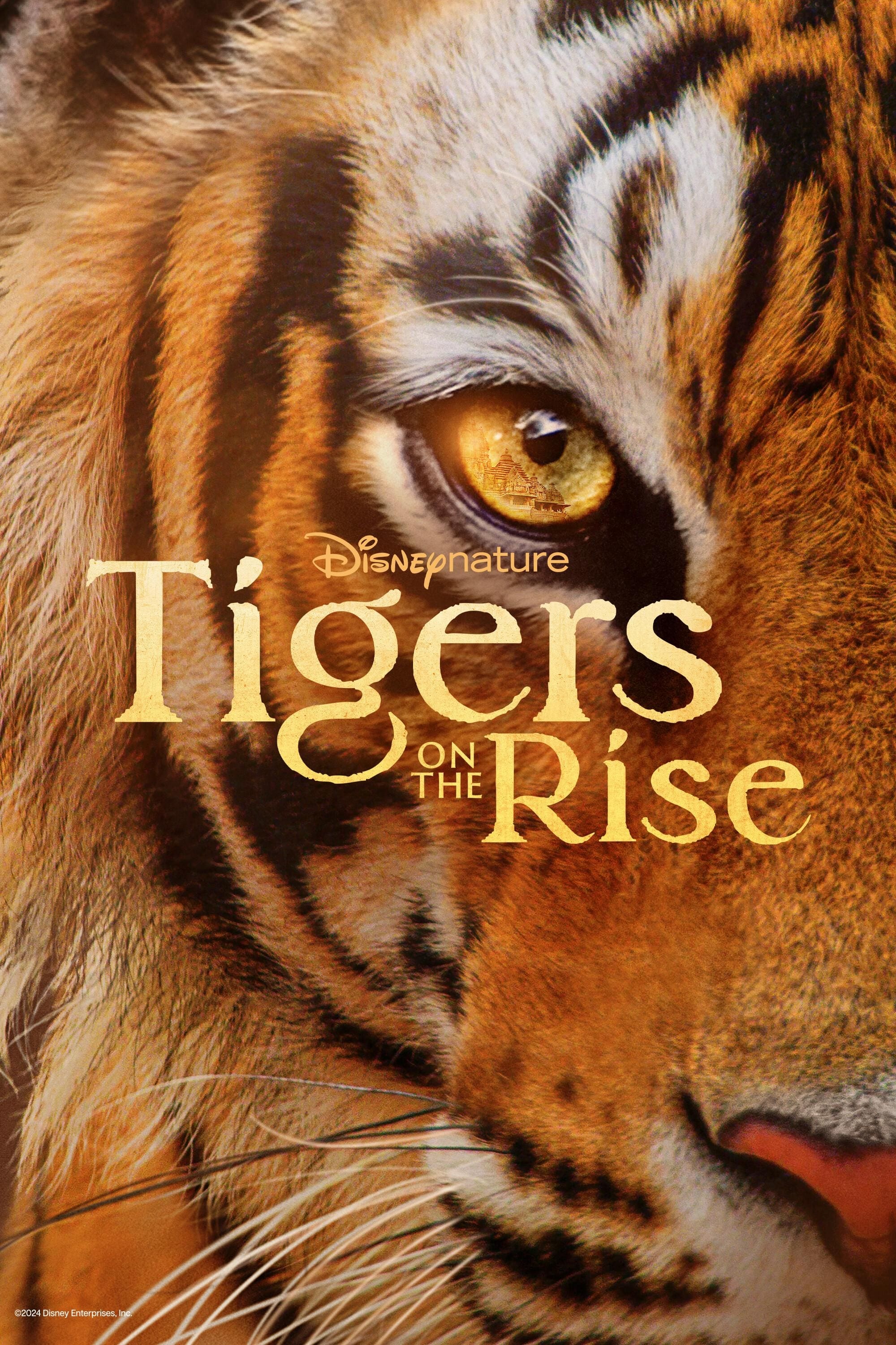 Постер Tigers on the Rise